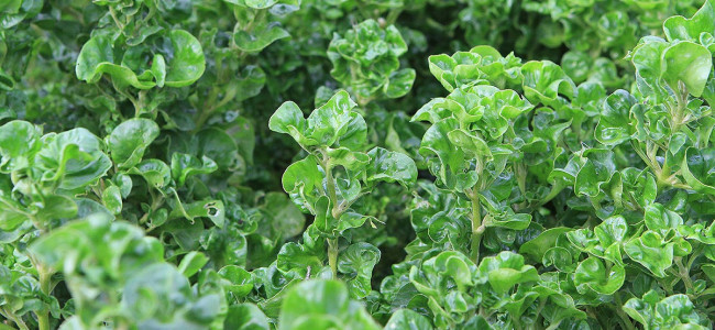 Healthy Spinach Healthy Spinach