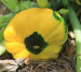 Growing Gallery Growing Gallery