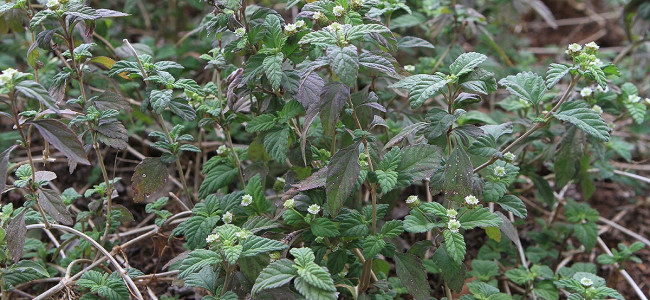 DIY Stevia Extract DIY Stevia Extract