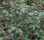 DIY Stevia Extract DIY Stevia Extract
