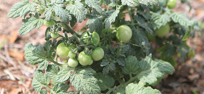 Toxic Edible Plants Toxic Edible Plants