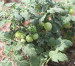 Toxic Edible Plants Toxic Edible Plants