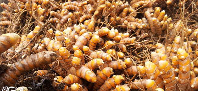Turmeric Turmeric