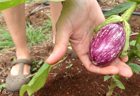 Eggplant Eggplant