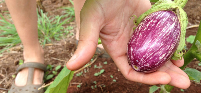 Eggplant