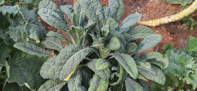 Super Healthy Kale Super Healthy Kale