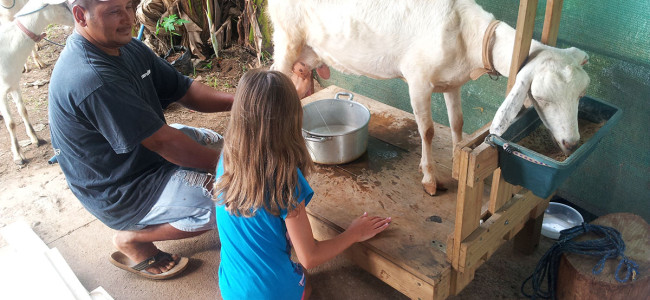 Why is Goat’s Milk a Healthier Form of Dairy? Why is Goat’s Milk a Healthier Form of Dairy?