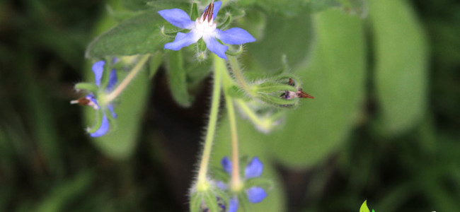 Plant Quiz Answers Plant Quiz Answers