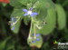 Plant Quiz Answers Plant Quiz Answers