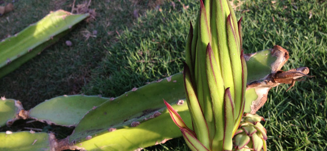 Permaculture Plant Nerd Quiz Permaculture Plant Nerd Quiz