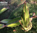 Permaculture Plant Nerd Quiz Permaculture Plant Nerd Quiz