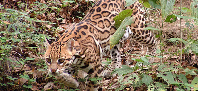 Animal Challenges Animal Challenges