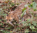 Animal Challenges Animal Challenges