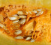 Edible Nuts and Seeds that Grow in the Tropics Edible Nuts and Seeds that Grow in the Tropics