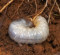 Insect Pests and Solutions Insect Pests and Solutions