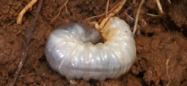 Insect Pests and Solutions Insect Pests and Solutions