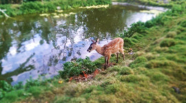 Bambi, our deer friend