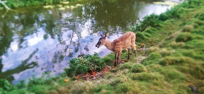 Bambi, our deer friend