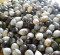 Tropical Seeds for Making Jewelry Tropical Seeds for Making Jewelry
