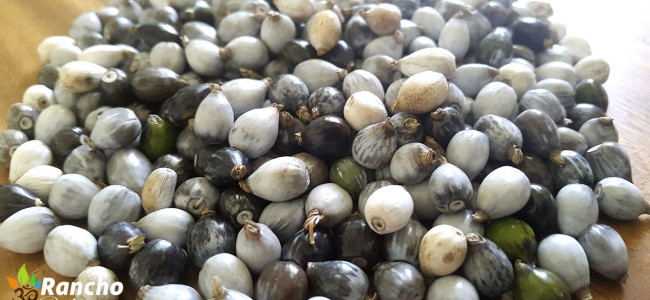 Tropical Seeds for Making Jewelry Tropical Seeds for Making Jewelry