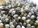 Tropical Seeds for Making Jewelry Tropical Seeds for Making Jewelry