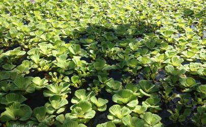 Water Plants in Tropical Permaculture Water Plants in Tropical Permaculture