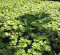 Water Plants in Tropical Permaculture Water Plants in Tropical Permaculture