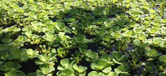 Water Plants in Tropical Permaculture