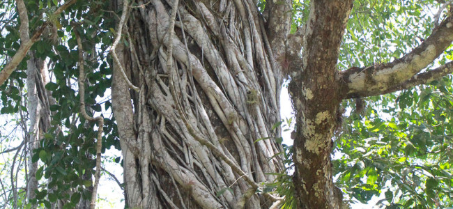 Sustainable Forestry and Reforestation Sustainable Forestry and Reforestation