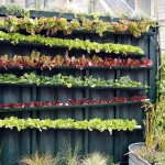 Vertical Salad Green Garden