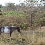 Costa Rica horse