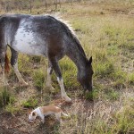 Pregnant horse with chihuahua