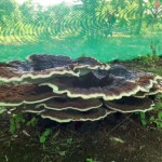 Biggest Mushroom in the Jungle