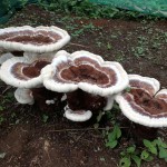 Humungous Fungus