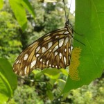 Butterfly laying yellow eggs