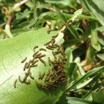 Passionfruit caterpillars