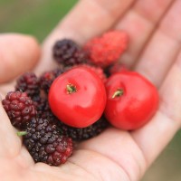 Berry Harvest