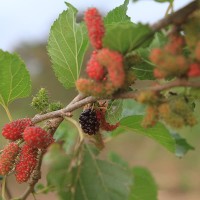 Mulberry - Ripe - Morera