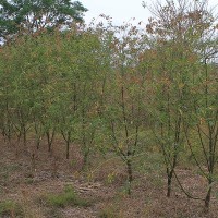 Beans - Bush Bean Plants - 3m tall