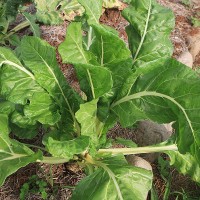 Cabbage---Chinese