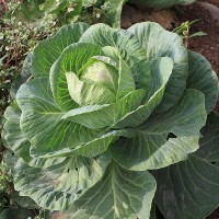 Cabbage