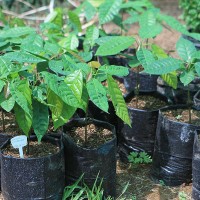 Cacao - Chocolate Trees Growing from Seed
