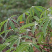 Cassava - Yucha Plant
