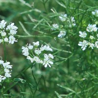 Cilantro Flowers