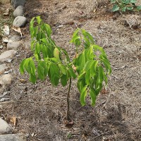 Cinnamon Tree