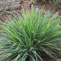 Citronella