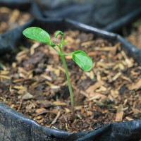 Coffee Sprouting - Cafe