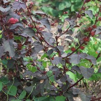 Cranberry Hibiscus