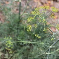 Dill