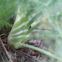 Fennel